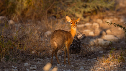 African dik-dik