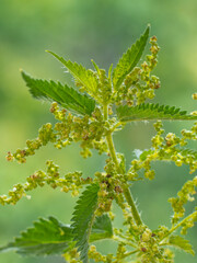 Nahaufnahme der männlichen Blütenstände  an einer Pflanze der Großen Brennnessel (Urtica dioica).