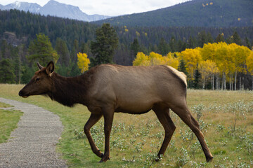 Moose eating grass in Jasper