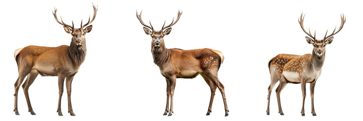 Fototapeta premium Set of a deer with antlers isolated on transparent background