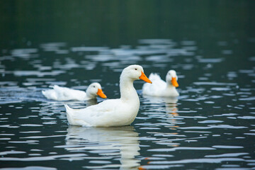 Happy domestic white duck bathing on the lake.