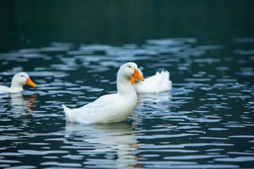 Happy domestic white duck bathing on the lake.