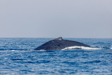 Fototapeta premium migration of humpback whales in the sea of ​​Rio de Janeiro.