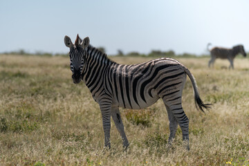 Fototapeta premium zebra in the wild