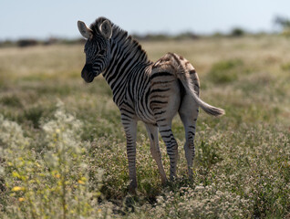 Baby zebra in the savannah