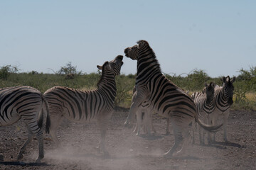 Zebra's fighting on the savannah 