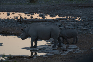 Black rhino with baby rhino in the wild