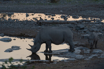 Black Rhino drinking water