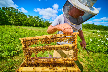Beekeeper Checking Brood Box Hive in Sunlit Field Close-Up Perspective