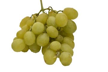 A bunch of ripe green grapes on a white background.