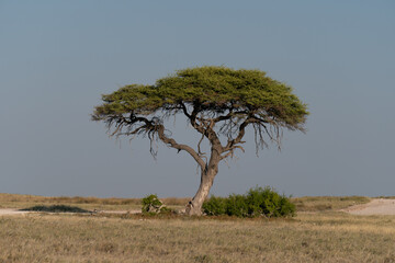 tree in the savannah