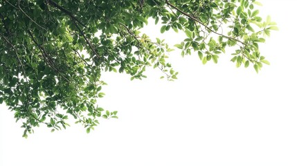 Fototapeta premium Vibrant Tropical Tree with Lush Leaves and Branches on Isolated White Background for Green Foliage Backdrop in Nature and Environmental-Themed Designs