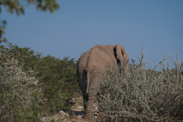 elephant, animal, mammal, wildlife, wild, nature, safari, baby, elephants, big, family, animals, cute, alone, african, Botswana, Namibia, south-africa, Africa, alone, african elephant, walking away, 