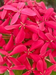 Panama Rose flowers closeup