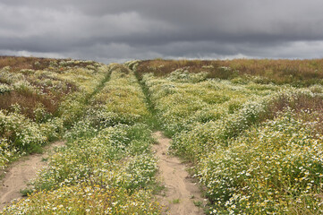 Blühende Brachfläche in Mecklenburg und dunklen Wolken