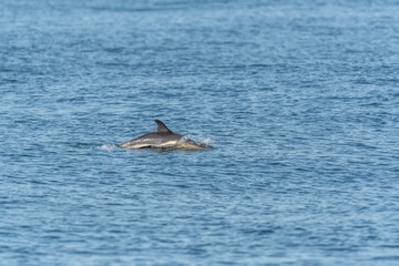 Fototapeta premium Common dolphin (Delphinus delphis) swimming on the surface of the water in the Iroise Sea.