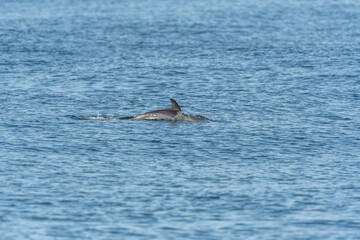 Naklejka premium Common dolphin (Delphinus delphis) swimming on the surface of the water in the Iroise Sea.