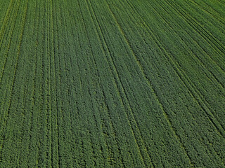 Aerial shot of a vast green field with neatly arranged parallel rows of crops. The uniform texture of the plants creates a striking visual pattern in the landscape.