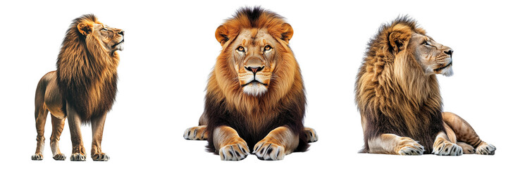 Obraz premium Set of a lion isolated on transparent background