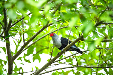 red winged blackbird