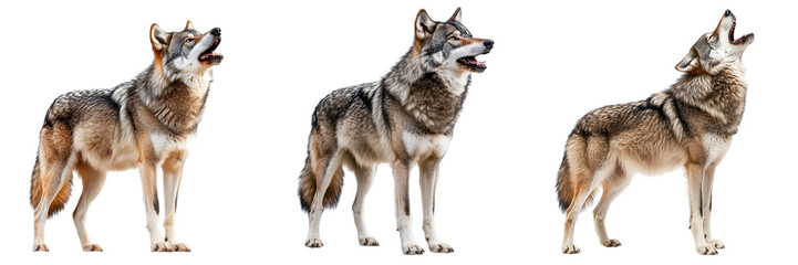 Fototapeta premium Set of a majestic wolf isolated on transparent background