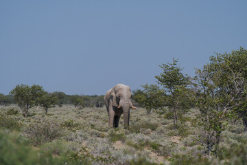 elephant in the wild