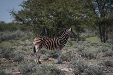 zebras in Botswana 