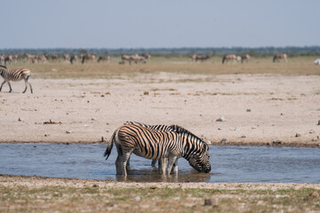 zebra crossing the river