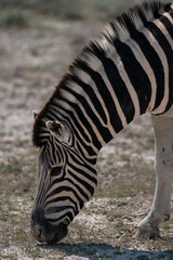 zebra eating grass