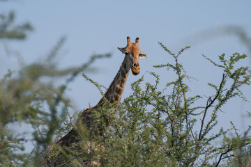 Giraffe behind the trees