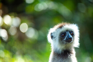 close up of a lemur