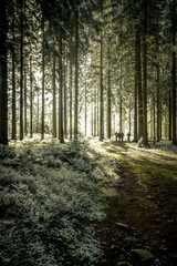 Fototapeta premium Cool pictures from the ardennes in Belgium