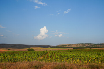 Cereal and sunflowers field by sunset El Pobo Teruel Aragon Spain