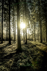 Cool pictures from the ardennes in Belgium