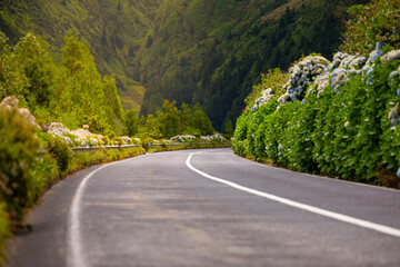 Road with flowers and mountain in background. Sete Cidade. Sao Miguel island, Azores, Portugal