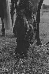 Biało czarne ujęcie konia. Piękny, czystej krwi młody koń pasący się na łące. Koń na pastwisku.  © Aneta