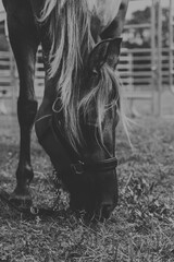 Biało czarne ujęcie konia. Piękny, czystej krwi młody koń pasący się na łące. Koń na pastwisku.  © Aneta