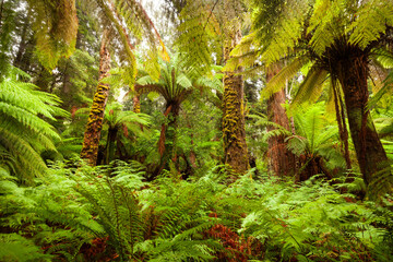 Tasmanischer Regenwald bei den Liffey Falls.
