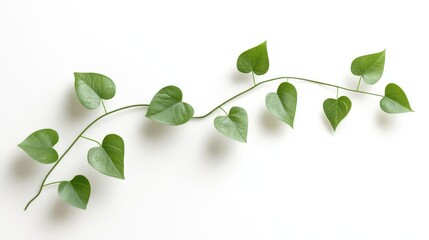 Obraz premium a delicate climbing plant with tendrils and heartshaped leaves isolated on white with soft shadows perfect for botanical illustrations or design elements