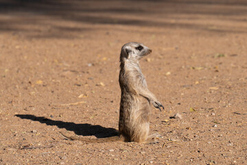 meerkat on the lookout