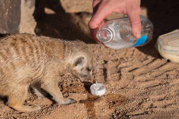 Meerkat drinking water in the dessert
