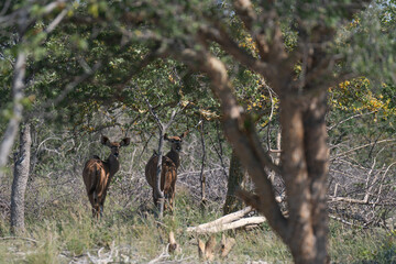 Springbuck in the bush
