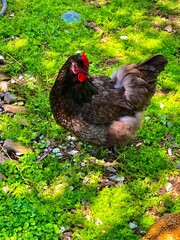 chicken in the grass