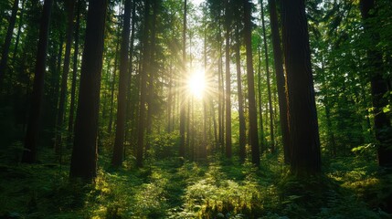 Fototapeta premium A forest with a sun shining through the trees. The sun is bright and warm, casting a golden glow on the forest floor. The trees are tall and green, creating a peaceful and serene atmosphere
