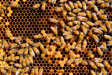 Busy Bees on Vibrant Honeycomb in Motion