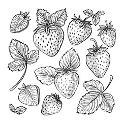 Vector hand drawn strawberry sketch, botanic collection with berries and leaves, line art