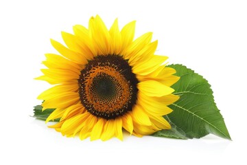 Obraz premium A bright yellow sunflower with green leaves against a pure white background, ideal for illustrations and designs