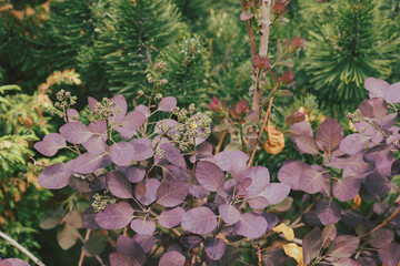 European smoketree plant with buds in the flowerbed in summer, selective focus.