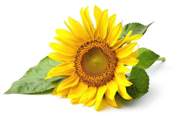 Obraz premium A single yellow sunflower with green leaves growing on a white background, great for spring or garden-themed designs