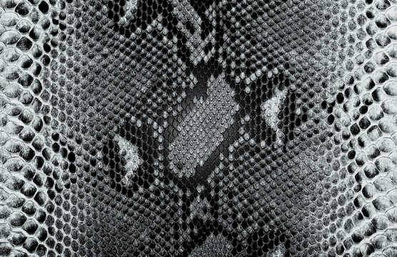 Snake skin seamless pattern. Snakeskin animal texture. Black and white background.
